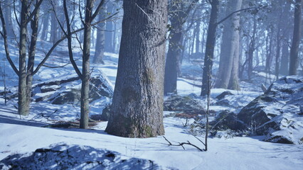 Fototapeta premium Tall trees stand majestically in a snowy forest, their branches dusted with white. Snow blankets the ground, creating a peaceful, tranquil atmosphere with soft light filtering through.