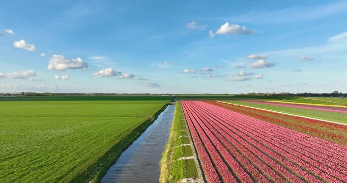 Aerial view of symmetrical tulip field rows in the Netherlands countryside. Drone shot of colorful blooming flowers in Holland agriculture farm under a blue sky with clouds. Beautiful spring.
