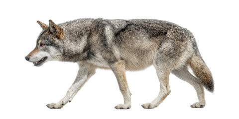 Obraz premium Gray wolf walking profile view isolated on a transparent background