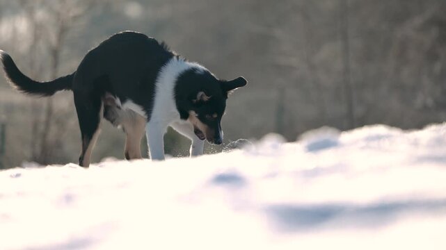 Short haired Border Collie playing with a prey dummy in a snowy garden, focused movement and alert posture in winter