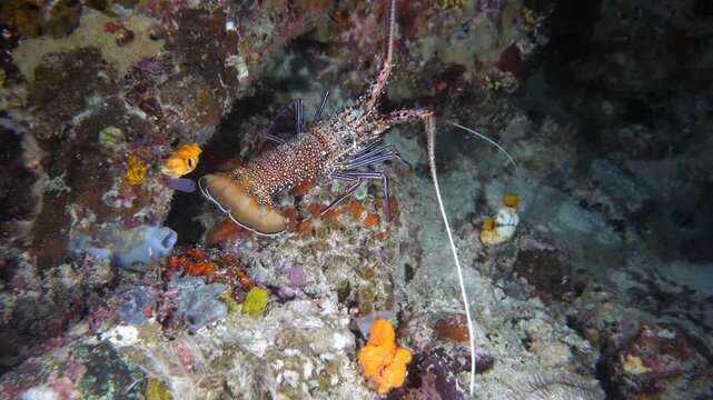 A spiny lobster moves cautiously along the reef substrate in the Banda Sea, Maluku, Indonesia