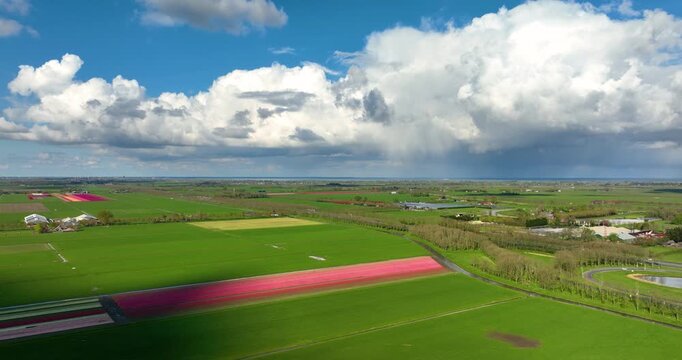 Aerial view of colorful tulip field rows in the Netherlands countryside. Drone shot of blooming flowers in Holland agriculture farm under a scenic sky with clouds. Beautiful spring floral landscape