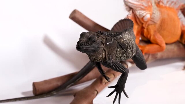 Black Sailfin Lizard and Orange Iguana Resting on Branches
