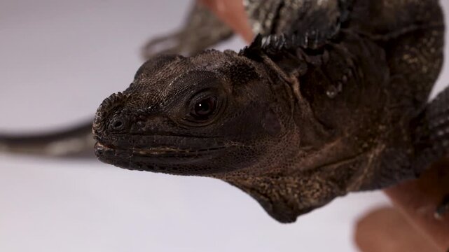 Close Up Profile of a Dark Hydrosaurus Lizard Against White Background