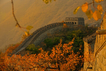 Fototapeta premium CLOSE UP: Beautiful fall colored forest surrounds golden lit Great Wall of China