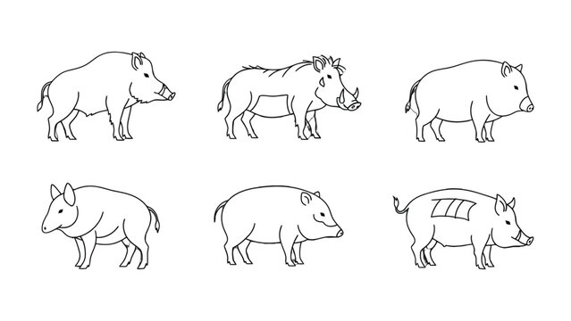 Line Drawing of Wild Pigs: An illustrative depiction of six wild pigs, each rendered with simple lines, showcasing various poses and appearances.