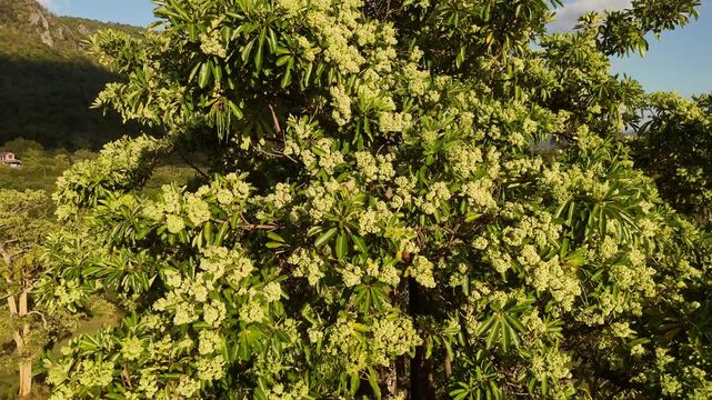 Drone View of Flowering Alstonia Scholaris Tree
