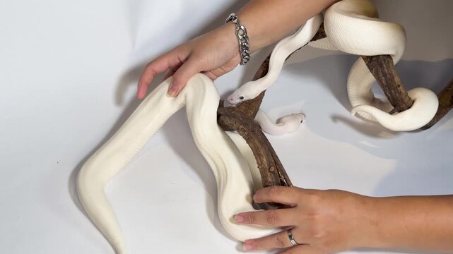 Leucistic Ball Python Slithering Over Wood Branch on White Background