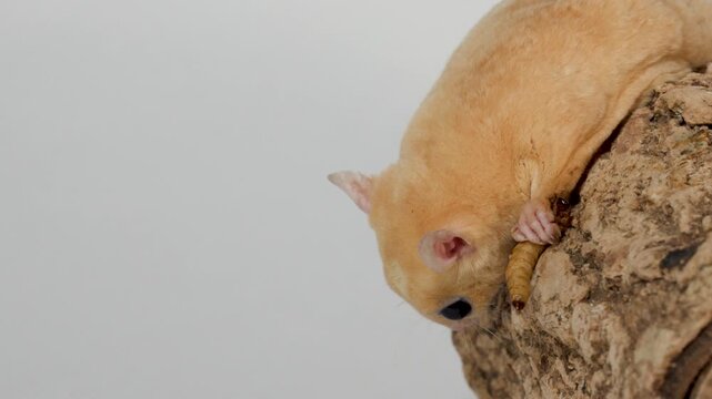 Sugar glider eating mealworm on tree branch in studio