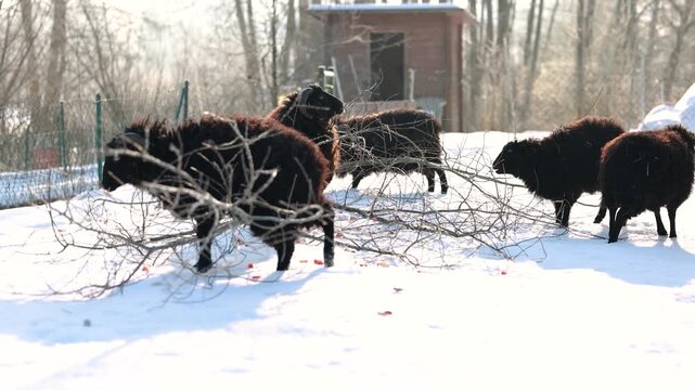 Ouessant dwarf sheep feeding on branches together with its herd in winter, showing robust sheep husbandry in cold weather