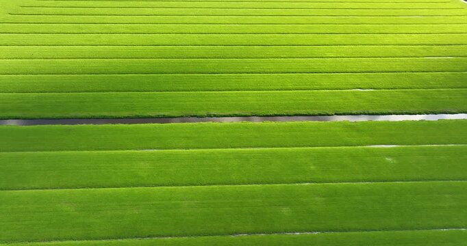 Aerial view of a water canal with sky reflection in the green countryside. Drone shot of lush pastures and meadows in a rural agricultural area on a bright sunny day. Scenic fresh landscape.