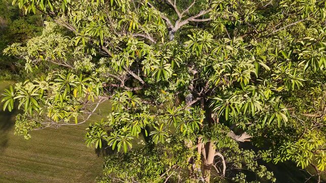 Aerial Top Down View of Lush Tropical Tree Canopy in Thailand