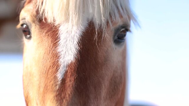 Close up of a Haflinger horse focusing on expressive eyes, gentle head movement followed by the camera