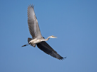 Obraz premium Grey heron in flight with wings fully extended against clear blue sky.