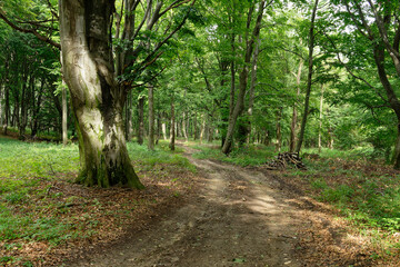 Fototapeta premium A sun-dappled forest path winds through a vibrant, green woodland scene.