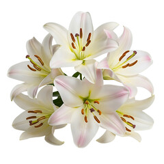 Exquisite bouquet of white lilies close-up arrangement on transparent background