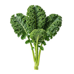 Fresh organic kale leaves with water droplets on transparent background