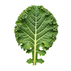 Fresh green curly kale leaf close-up isolated on transparent background