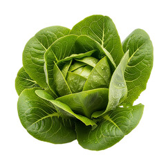 Fresh Green Romaine Lettuce Head, Detailed Vegetable Close-Up, on transparent background