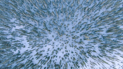 Fototapeta premium TOP DOWN: Flying above beautiful coniferous woodlands right before Christmas.