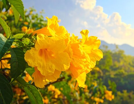 Radiant Yellow Trumpet Flowers Blooming Under a Sunny Sky.