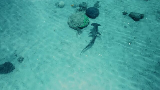 Aerial drone footage of a hammerhead shark swimming in clear tropical water near Frankland Islands in the Great Barrier Reef, Queensland, Australia.