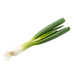 Freshly harvested spring onion with water droplets on transparent background