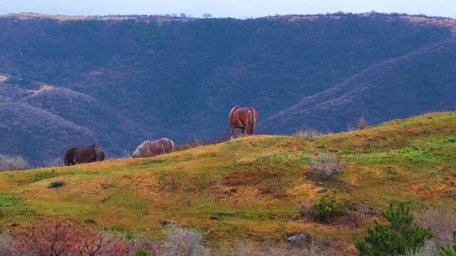 Horses of Oki Islands with Matengai Cliff in Background, Shimane Japan Aerial