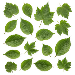 Assorted green leaves from different trees set on transparent background