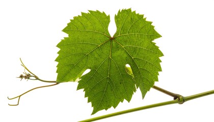 Fototapeta premium Grape Leaf Close-Up on White Background for Design.