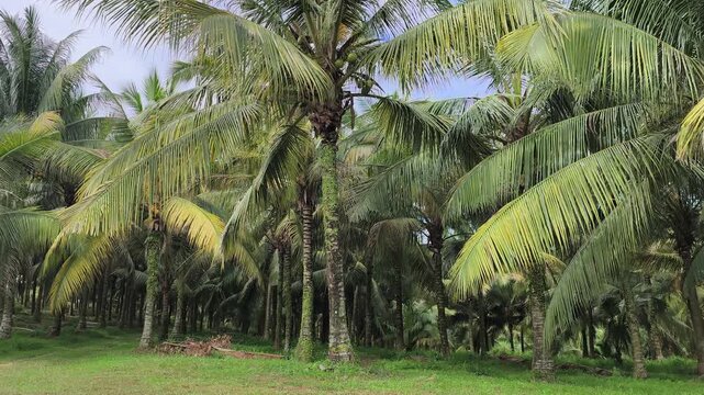 A vast plantation features mature coconut trees ready for harvest. The rows are clean, well-maintained, and highly organized. Lush green palms produce an abundant yield in this scenic farm.