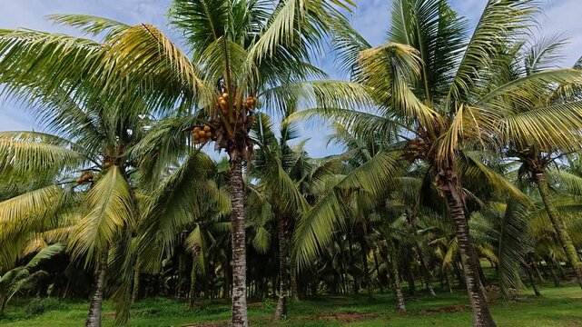 A vast plantation features mature coconut trees ready for harvest. The rows are clean, well-maintained, and highly organized. Lush green palms produce an abundant yield in this scenic farm.