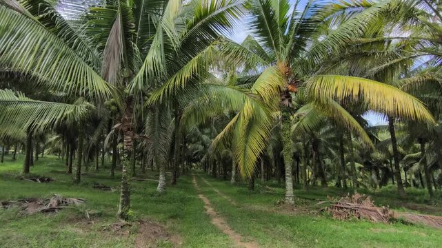 A vast plantation features mature coconut trees ready for harvest. The rows are clean, well-maintained, and highly organized. Lush green palms produce an abundant yield in this scenic farm.