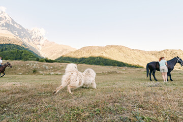 Obraz premium Horse, dog, mountain, field, people, landscape, meadow, rider: Wide sunlit mountain meadow with riders and a fluffy dog near grazing horses, expansive grassy field and distant peaks for outdoor