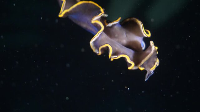 The ribbon-like flatworm Pseudoceros hancockanus undulates gracefully through open water in the Banda Sea, Maluku, Indonesia