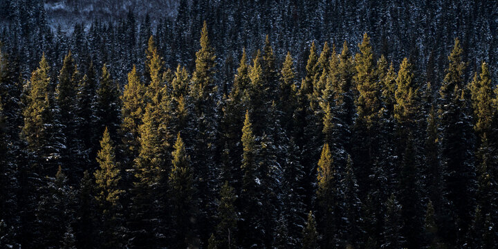 View of golden light kissing the tips of evergreen trees against a backdrop of shadowy forest depths, Improvement District No. 9, Canada.