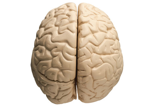 Human brain illustration top view or front view isolated on transparent background.