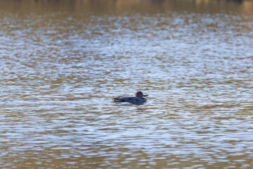 A single gadwall with its beak open swims away, light blue waves on the lake, gadwall in a shimmering blue-gray pond, idyllic scene by the lake with a peaceful duck, idyllic nature, Mareca strepera