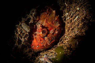 Scorpionfish Hiding Inside a Ghost Net in the Marmara Sea