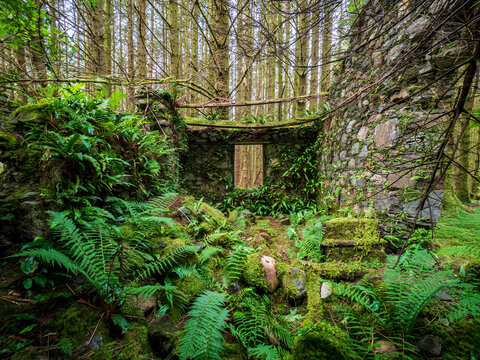 Stone ruins overtaken by moss and ferns in Ballachulish forest
