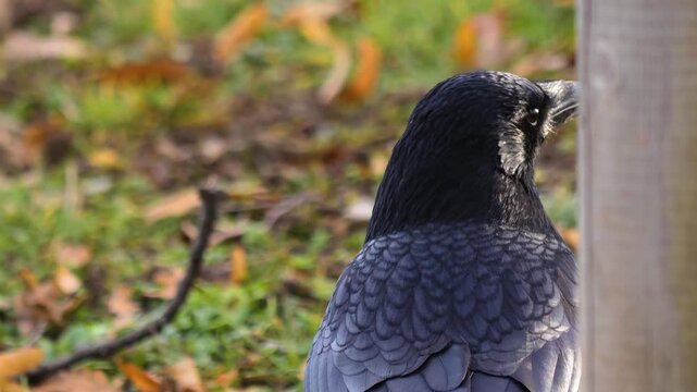 Close up raven crow head looking around a meadow on a sunny autumn day