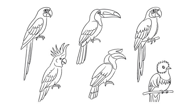 Line Art of Exotic Birds: Intricate line art showcases a stunning collection of exotic birds, each uniquely detailed.