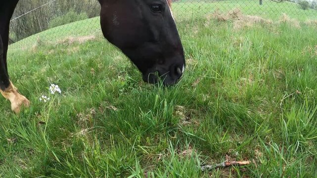 Pferd grast. Fressendes Pferd isst Gras auf einer Wiese