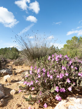 Micromeria inodora plant on rocky ground with trees and sky in background