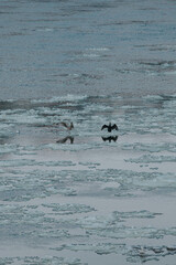 Wild birds on a frozen winter ice river isolated cold tone