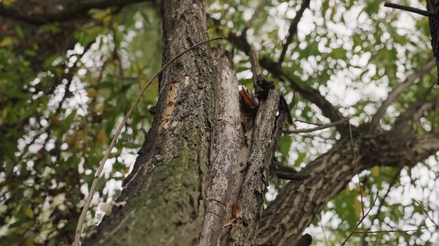 mossy tree trunk closeup revealing cavity, textured bark layered with lichen and damp moss, twisting branch reaching into green canopy, slow camera pan suggesting contemplative study, arborist