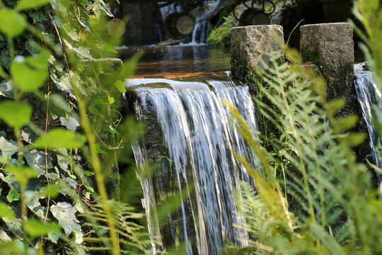 Small waterfall in Kurpark Bad Schlema with lush ferns and ivy, Ore Mountains, Germany.