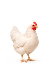 Fototapeta premium White hen standing isolated on white background. Domestic poultry bird with clean feathers. Farming, agriculture, organic food, rural life and livestock concept with copy space.