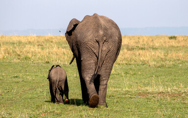 Mother elephant and calf in the wild, Kenya