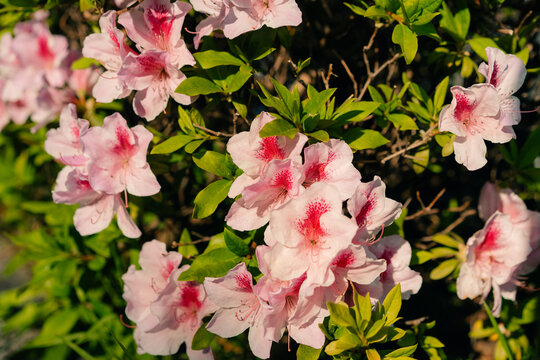 Beautiful pink azalea flowers iny garden